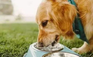 杭州到底有多热，小狗四爪不能着地