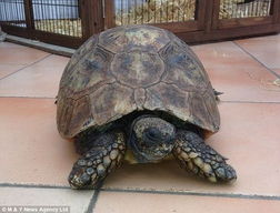 全红婵与彩色乌龟的世界，探索批发背后的故事