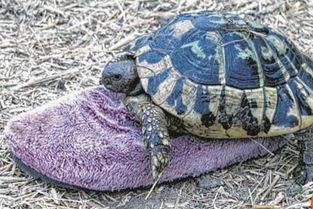 全红婵与彩色乌龟的世界，探索批发背后的故事