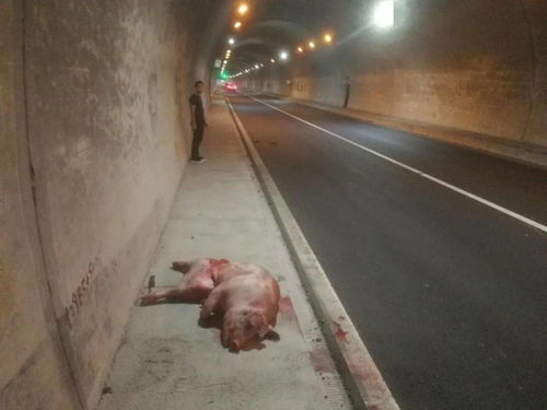 火车站对野猪乱窜撞破玻璃事件作出回应