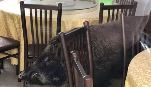 火车站对野猪乱窜撞破玻璃事件作出回应