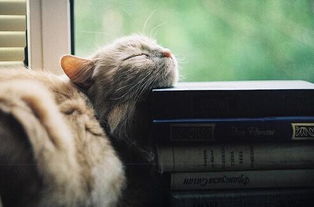 全红婵、陈芋汐与宠物店中的撸猫趣事