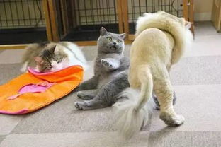 全红婵、陈芋汐与宠物店中的撸猫趣事