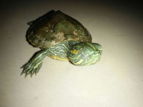 日薪200的招工启示，为乌龟画眼睛嘴巴的艺术