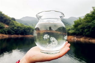 桃花水一瓶卖到网红价，42元背后的商业逻辑与文化现象