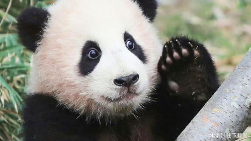 痛失国宝，大熊猫福茹的离世引发深思