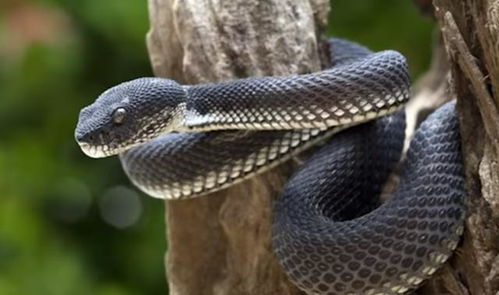 男子开启螺旋桨式抡蛇模式，揭秘人类与危险的微妙平衡