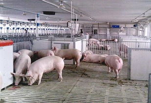 合肥回应三只羊糟头肉事件，监管措施与公正处理