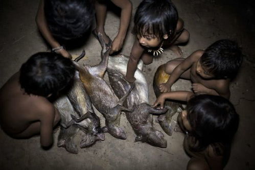 秘鲁伐木工侵犯原始部落领地遭射杀事件始末纪实