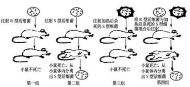 吸食方式中危害最大的是什么？——从科学角度解析各种物质吸入途径的危害