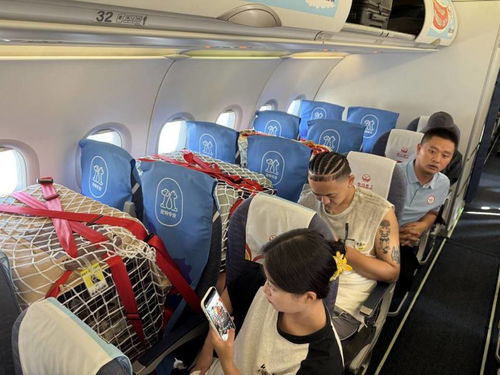 成都坐飞机允许宠物进入客舱，宠物出行更便捷