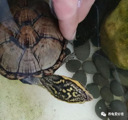 网购乌龟的那些事儿，从挑选到养护的全方位指南