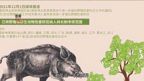 一夜暴富？野猪猎人揭秘高额悬赏背后的真相