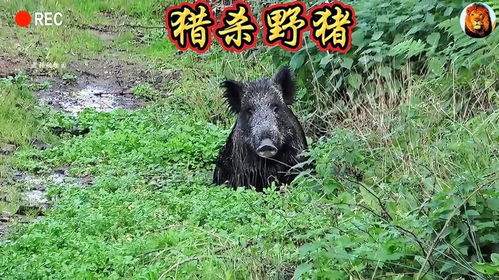 一夜暴富？野猪猎人揭秘高额悬赏背后的真相