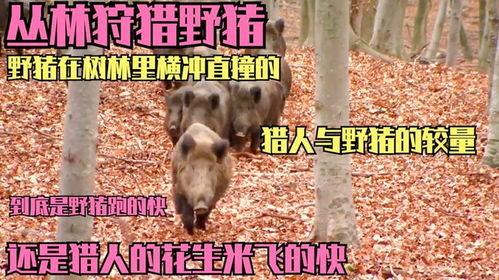 一夜暴富？野猪猎人揭秘高额悬赏背后的真相