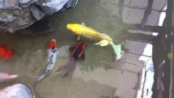 承包鱼塘的视频