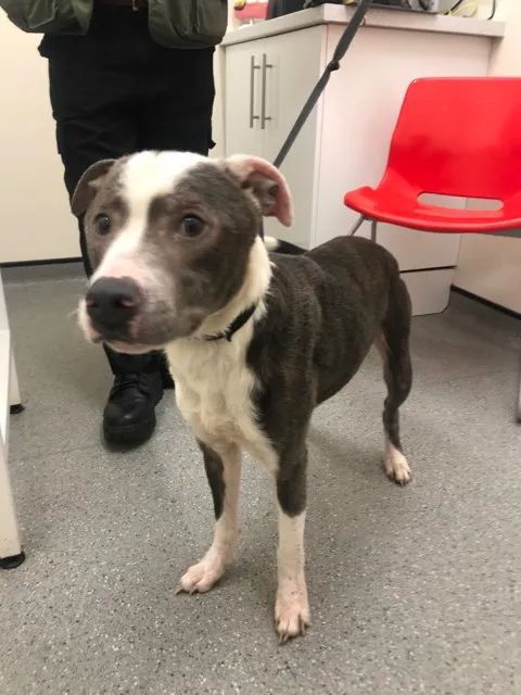 正义的胜利，打金毛男子终被绳之以法