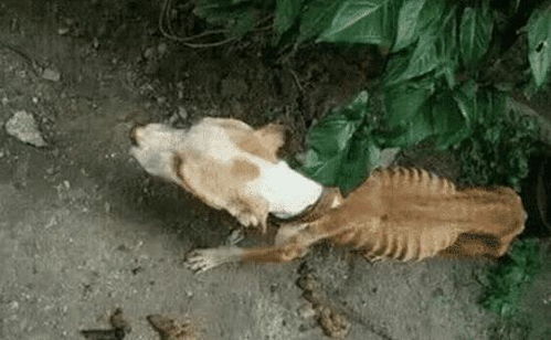 正义的胜利，打金毛男子终被绳之以法