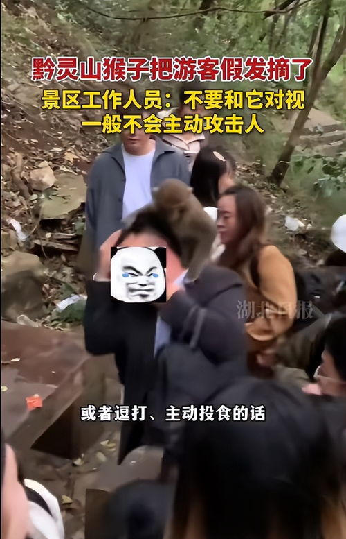 挺秃然的，男子爬山被猴子骑脖摘假发