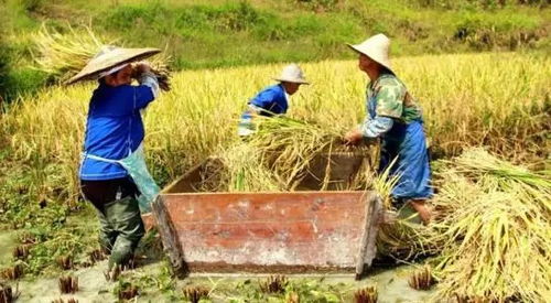 全国秋收近四成，收获的季节与农业发展的思考