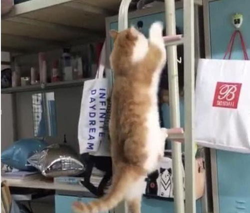 关于女子与流浪猫贴贴被咬伤眼部的文章