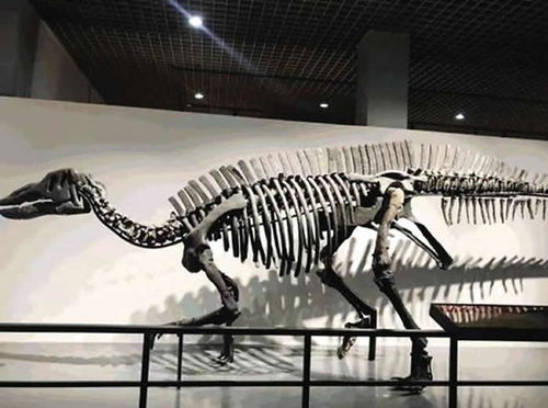 古生物化石保护，探寻远古生命的奥秘与现代责任