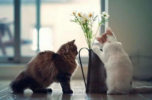 王欣瑜再现猫咪狩猎——本能与智慧的美妙交织