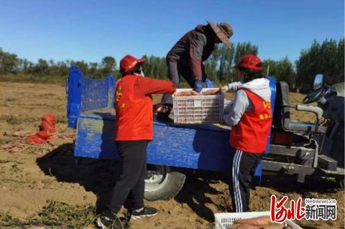 农业专业合作社，乡村振兴的中坚力量