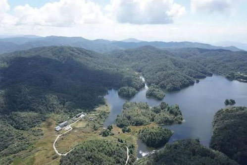 哀牢山拍到大量珍稀野生动物，揭示生态多样性的繁荣与保护挑战
