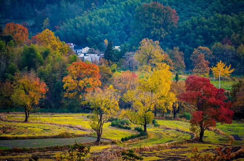 各地陆续进入赏秋季，秋色的魅力与体验