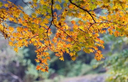 各地陆续进入赏秋季，秋色的魅力与体验