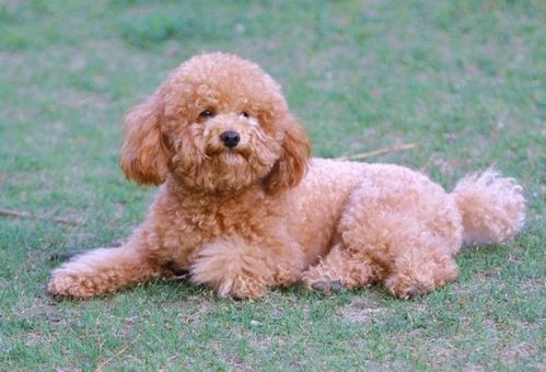 女子花费重金买泰迪，狗狗竟被画上眼线？