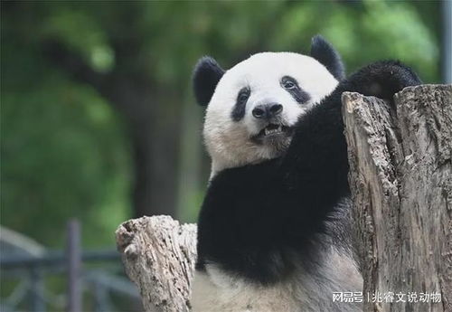 时隔8年日本归还中国16只朱鹮，共筑生态保护新篇章