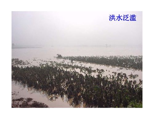 破坏环境的例子，人类活动对自然的双重打击