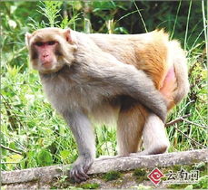 女子救下猕猴养半年涉嫌违法？引发社会关注和争议