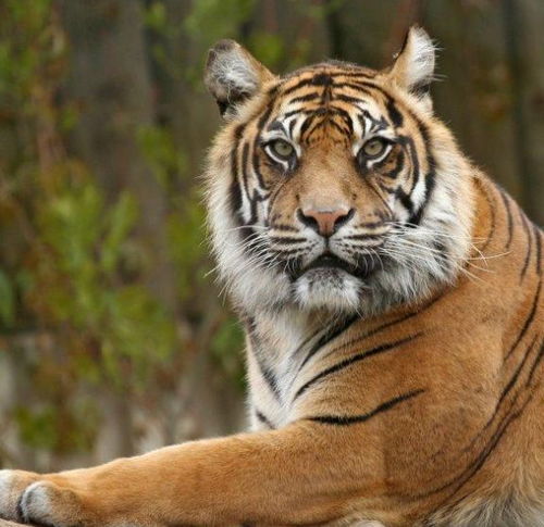 谣言止于智者，黑龙江伤人老虎已被制服传闻不实