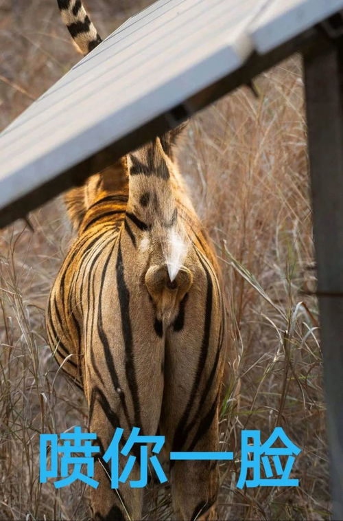 谣言止于智者，黑龙江伤人老虎已被制服传闻不实