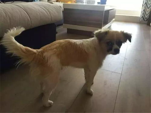 小伙被两年前经常投喂的流浪狗认出