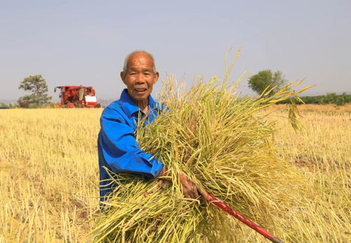 助力农民增收与农业发展