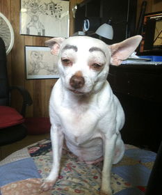 湖北狗狗山爆火，网友直呼太像了