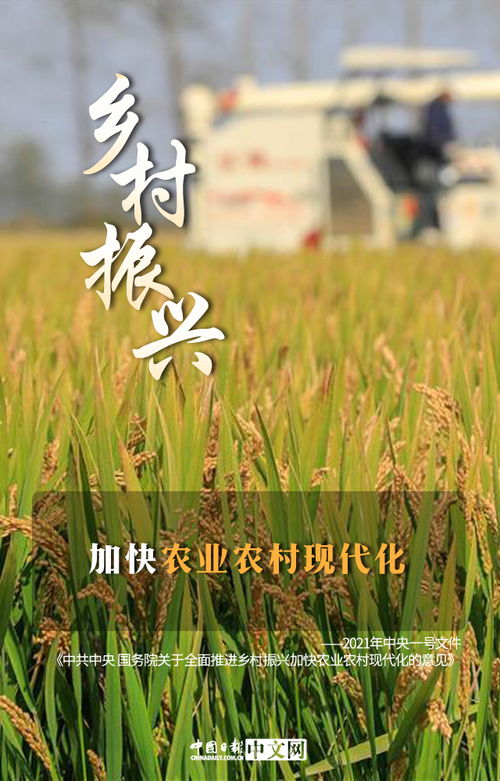 中央一号文件释放新信号，乡村振兴的蓝图与展望