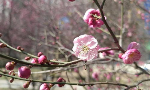 春天的脚步，探寻即将到来的春天