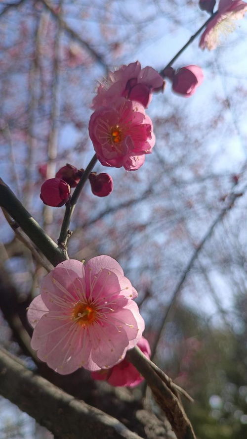 春天的脚步，探寻即将到来的春天