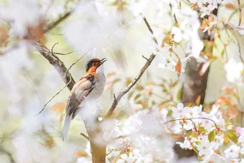 鹦鹉热，揭秘鸟语花香背后的隐秘威胁