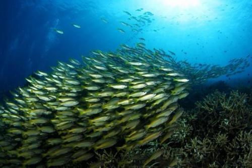 揭秘七鳃鳗，自然界的神秘捕食者与人类的关系