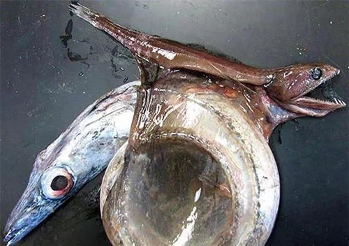 揭秘七鳃鳗，自然界的神秘捕食者与人类的关系