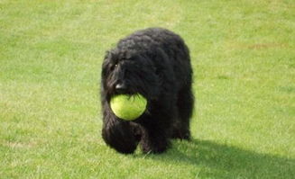 龙龙与忠狗，一段跨越物种的深厚友谊