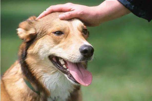 与狗狗建立深厚情感，理解、沟通与互动的艺术