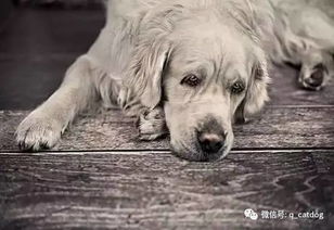 与狗狗建立深厚情感，理解、沟通与互动的艺术