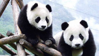 熊猫的奥秘，从自然栖息地到全球文化象征